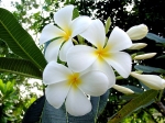 ลั่นทมขาว