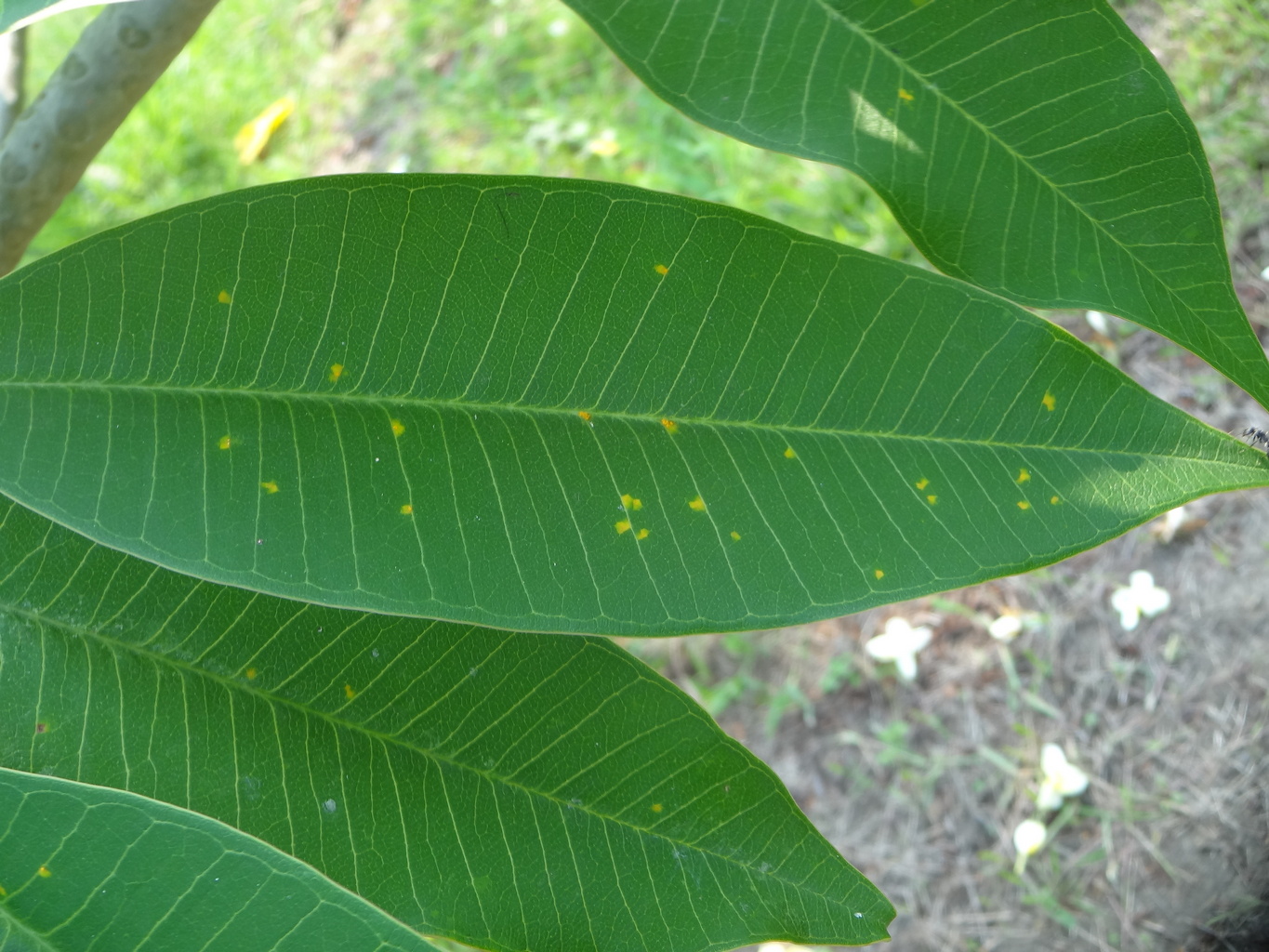 โรคราสนิม โรคราสนิม