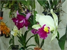 orchid56-1-08