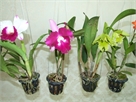 orchid56-2-09