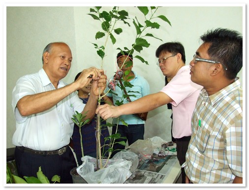 เทคนิคการขยายพันธุ์ไม้หอมขนาดใหญ่ รุ่นที่ 1