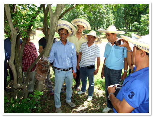 เทคนิคการตอนไม้หอมขนาดใหญ่