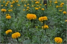 tagetes60-48