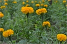 tagetes60-49