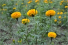 tagetes60-50
