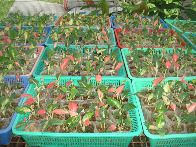 อโกลนีมา