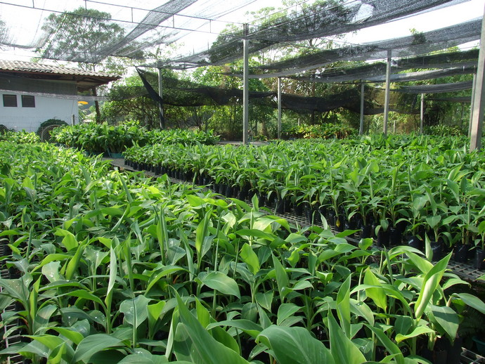 ต้นกล้าจากการเพาะเลี้ยงเนื้อเยื่อ