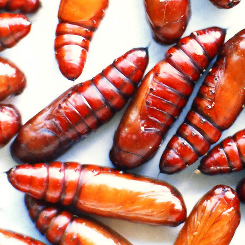 หน่วยทรัพยากรชีวภาพด้านแมลง