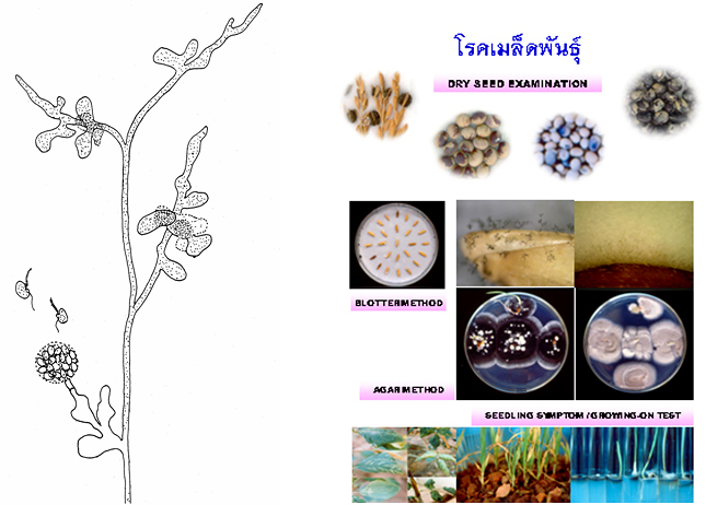 หน่วยวิจัยโรคพืชและศาสตร์สัมพันธ์