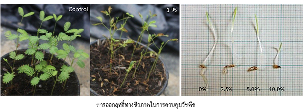 หน่วยวิเคราะห์ วิจัยพฤกษเคมี