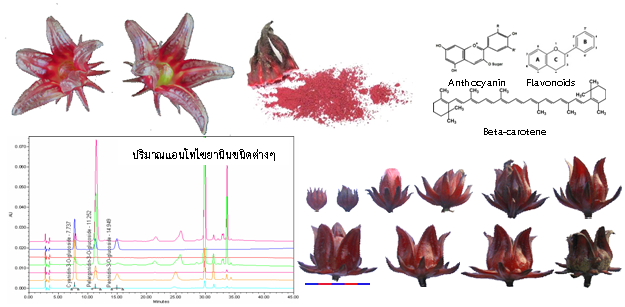 หน่วยวิเคราะห์ วิจัยพฤกษเคมี