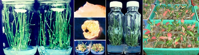 เพาะเลี้ยงเนื้อเยื่อ