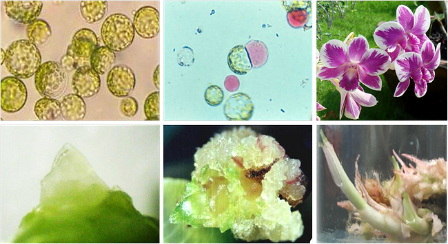 เพาะเลี้ยงเนื้อเยื่อพืช