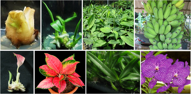 เพาะเลี้ยงเนื้อเยื่อพืช