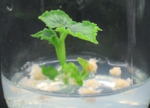 โรคราน้ำค้างแตงกวา