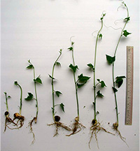 ฟักข้าว