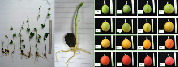 ต้นกล้าฟักข้าว