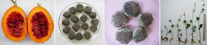 การงอกของเมล็ดฟักข้าว