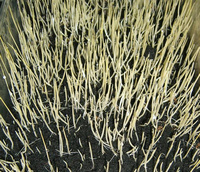 ข้าวหอมมะลิ 105