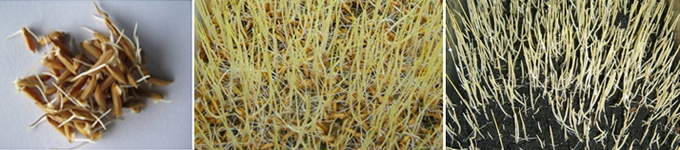 ข้าวหอมมะลิ 105