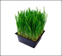 น้ำคั้นใบข้าว