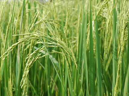 ข้าวสุพรรณบุรี 1