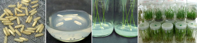 ข้าวหอมมะลิ 105