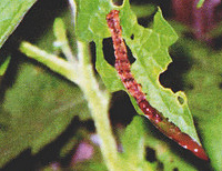 หนอเจาะสมอฝ้าย