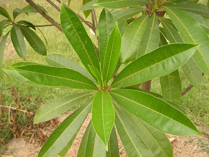 ตีนเป็ดน้ำ