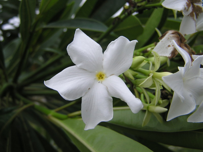 ตีนเป็ดน้ำ