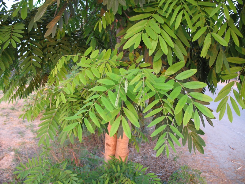 ยอดใบขี้เหล็กสีเขียวอ่อน มีรสขมน้อย