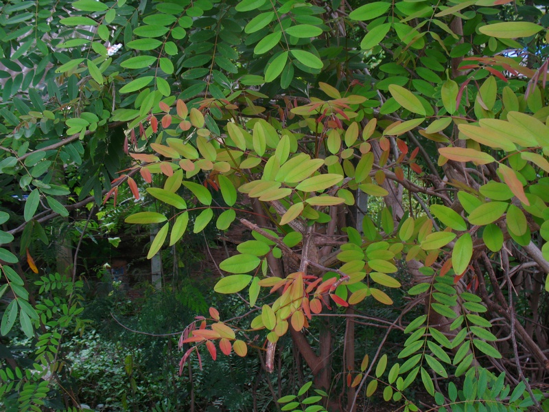 ยอดใบขี้เหล็กสีส้มแดง มีรสขมมาก