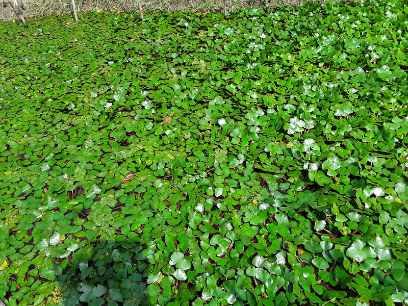 กระจ่อม กระจ่อม