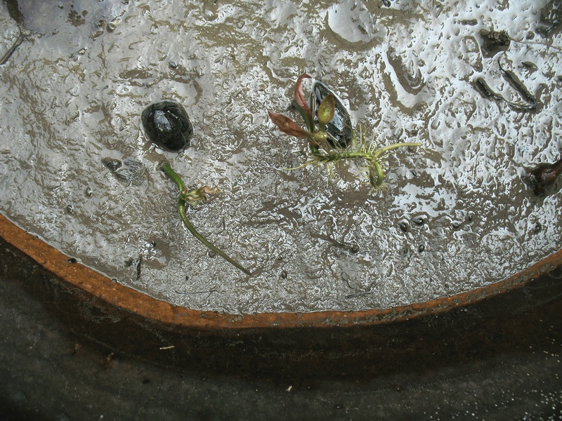 กระจ่อม กระจ่อม