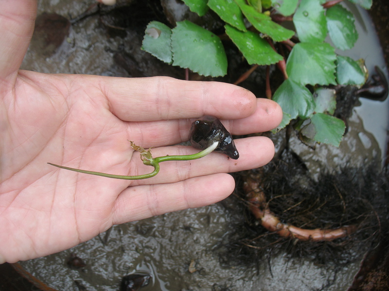 กระจ่อม กระจ่อม