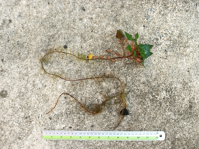 กระจ่อม กระจ่อม