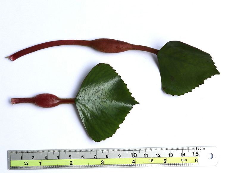 กระจ่อม กระจ่อม