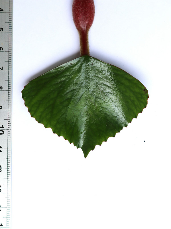 กระจ่อม กระจ่อม