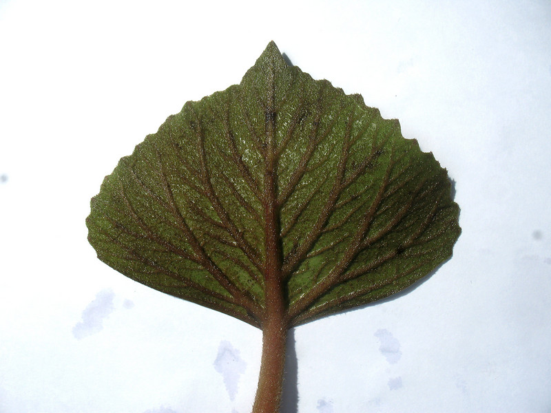 กระจ่อม กระจ่อม