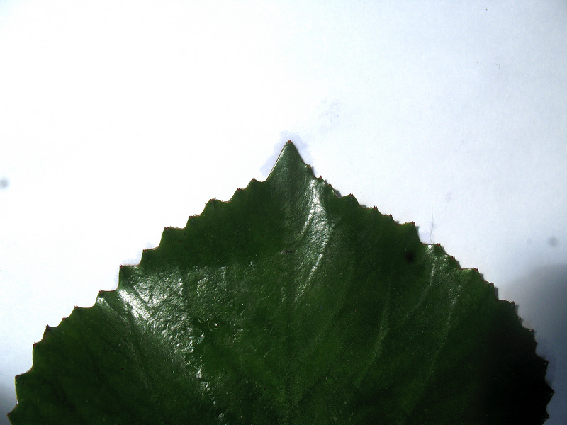 กระจ่อม กระจ่อม