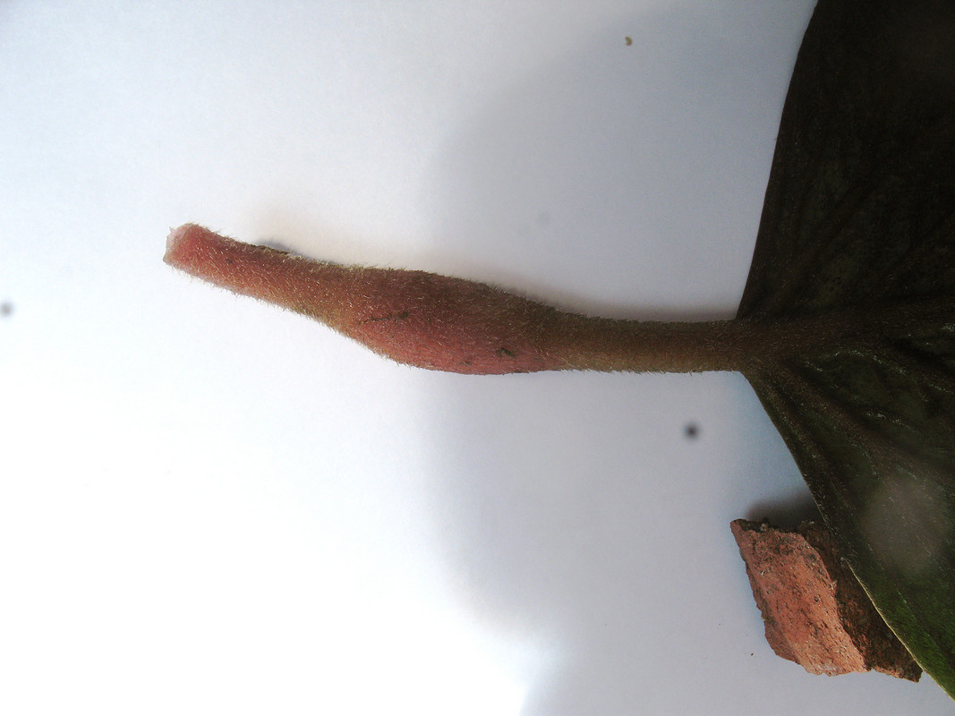 กระจ่อม กระจ่อม