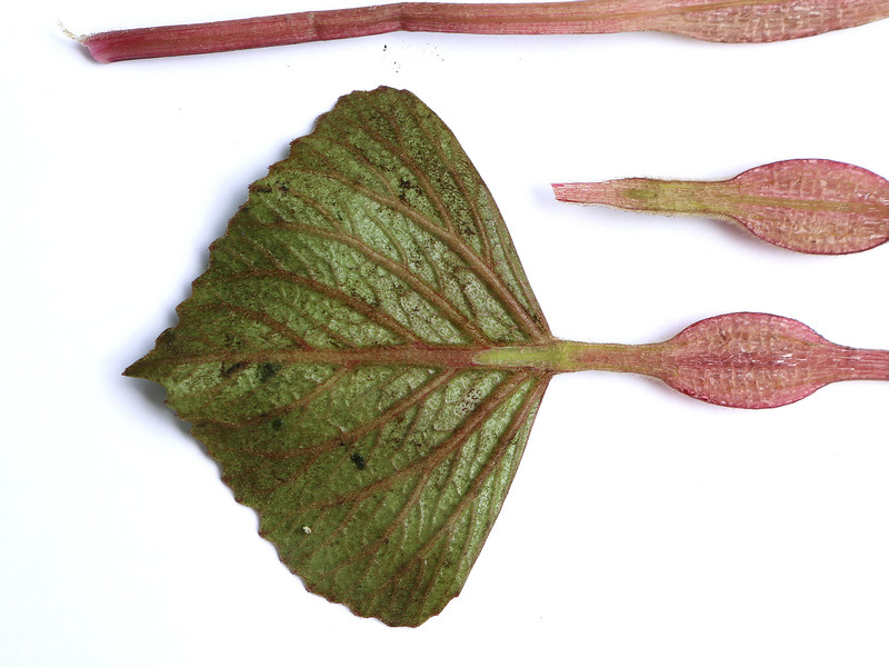 กระจ่อม กระจ่อม