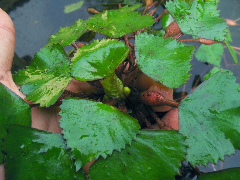 กระจ่อม กระจ่อม