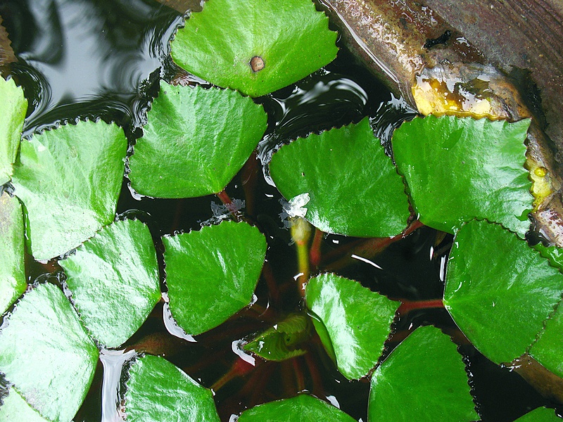 กระจ่อม กระจ่อม