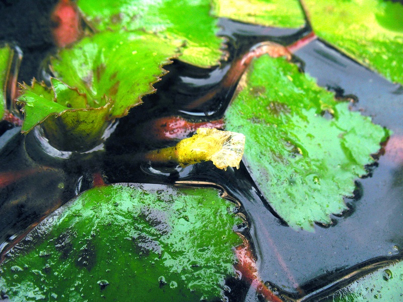 กระจ่อม กระจ่อม