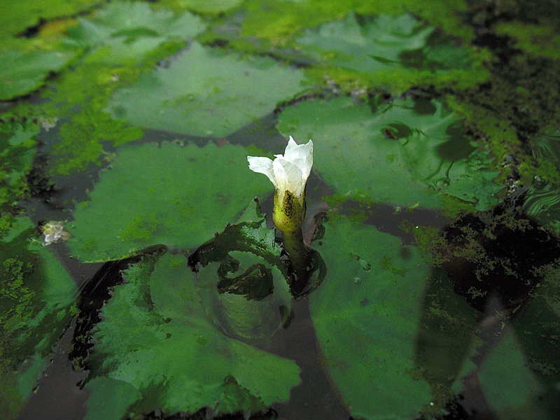 กระจ่อม กระจ่อม