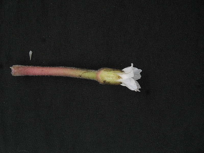 กระจ่อม กระจ่อม