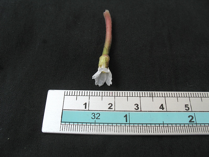 กระจ่อม กระจ่อม