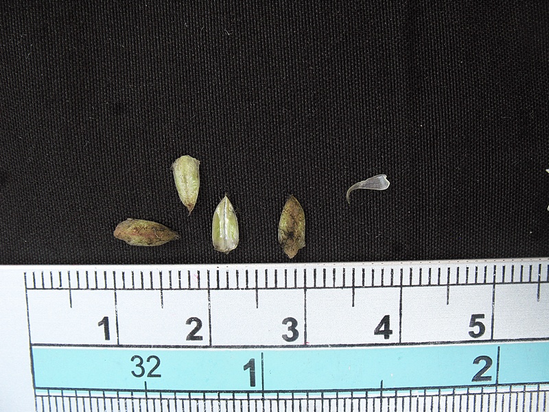 กระจ่อม กระจ่อม