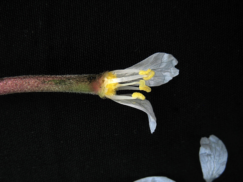 กระจ่อม กระจ่อม